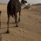 ناقه خلفه كفو