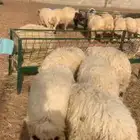خرفان