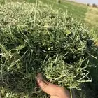 برسيم صافي