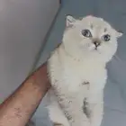 سكوتش فولد بيور