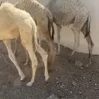 حشو تربية
