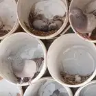 حمام للبيع 32 جوز تقريبا