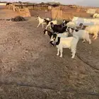 عشر جفرات قبرصيات وهولنديات وواحد تيس فحل الموقع المشاش