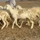 غنم حرية رخال دفيع مراح مقنوي 36 تحتها 1 بلفحل