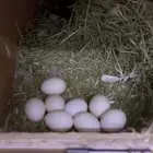 انثى روز بايضه بدون ذكر