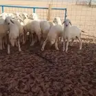 رخال حريه صنف