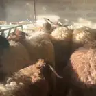 ذبايح حري نعيمي نجدي تيوس و جفار يوجد خدمه الذبح والتوصيل