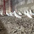 صنعاني ابو شيبه فصيله وحده في بعضها مستوى فاخر