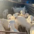 سواكني مرابي