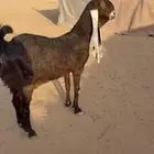 هولنديه خصم دافع إنشاء الله