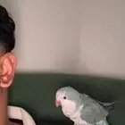 طير كويكر