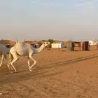 بكره مفروده فوق البداوه   قعود كفو وساسه طيب