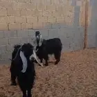 تيوس فحول اشباب