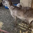 نعجه سواكنيه درمانيه صنف والد معه طلي مشروف فحل