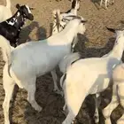 ذبايح مناسبات