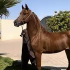 حصان شعبي فاخر والحد مناسب