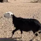 غنم نجديه رخل صنف فاخره