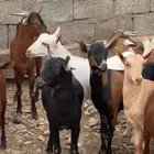 تيوس بلدي فل شحم