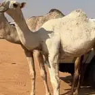 بكره باتليه مفروده
