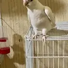 كروان كريمي فيس هافي بايد لعشاق التميز