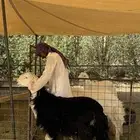 متوفر ذبايح طيبه جدا من المراح