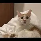 قط مفقود حي الروضة