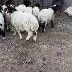 لللبيع بهم نعيم