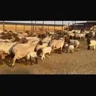 رغث فاخره 25 تحتها 25