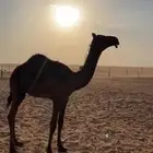 قعود فحل ولد الوافي