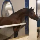 حصان كميت ورق حفيد دبليو اتش جستس