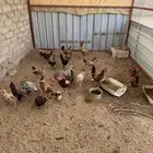 دجاج بلدي