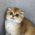 قط سكوتش تربل فولد مستوى عالي جدا