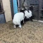 مطلوب بهم نعيم