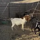 بورقت بالدوادمي