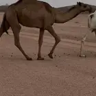 بكره لقيه صفراء باتليه للبيع جنوب بيشه