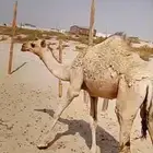 حاشي مغلق شحم الموقع الدمام