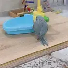 ستاند طيور وقفص