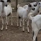 ماعز بيشيات للبيع