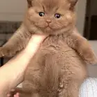 برتش شورت هير انثى للبيع