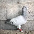 حمام شامي