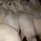 50 غنم بفحلها حصيب تولدشرط