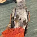 كاسكو