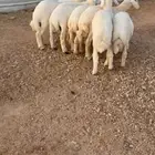 هرفي حري فاخر