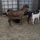 عنز متوم