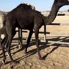 قعودين مفاريد. واحد عمره 12 شهر. واحد عمره 11 القويعيه