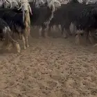 غنم نجد دفيع ومتابيع غنم مقيمه مراحها عمره فوق 70 سنه