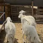 بهم حري كفو