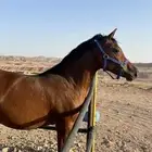 فرس واهو لقاح ثقيل