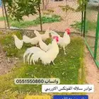 بيض مخصب دجاج فونكس