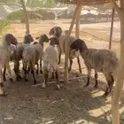 غنم نعيم